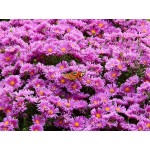 Aster 'Wood's Pink'
